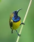 Grünrücken-Nektarvogel