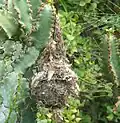 An einer Euphorbie hängendes Nest eines Weißbauch-Nektarvogels (Cinnyris talatala) in Südafrika