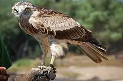 Schlangenadler