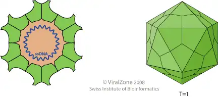 Schema eines Virions der Gattung Circovirus, Querschnitt und Seitenansicht. Zyklisches ssDNA-Genom, Haarnadelstruktur nicht gezeichnet
