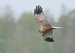 Rohrweihe