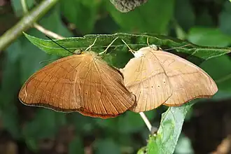 Paarung