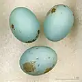 Eier vom Waldzistensänger gesammelt von René de Naurois