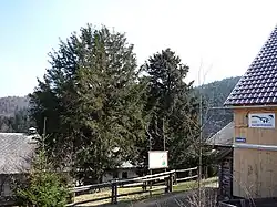 Raciborski-Eiben