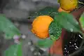 Rangpur, Frucht und Blätter