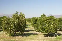 Typische Ansicht in Citrusdal