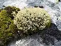 Igel-Caldonie Cladonia uncialis