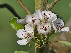 Blüten