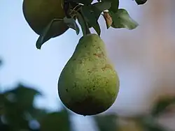 Frucht
