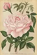'Clara Cochet', 1866