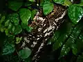 Clavulicium macounii