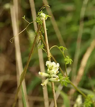 Rankender Lerchensporn (Ceratocapnos claviculata)