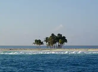 Palmen auf der Clipperton-Insel