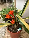 clivia miniata variegata