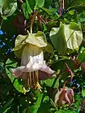 Blüte
