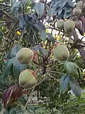 Unreife Früchte