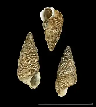 Cochlostoma nouleti