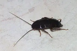 Orientalische Schabe 25–30&nbsp;mm dunkelbraun bis schwarz; ♀ Flügel unterentwickelt, ♂ ca.&nbsp;¾ des Hinterleibs bedeckt
