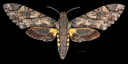 Cocytius antaeus ♀, Präparat
