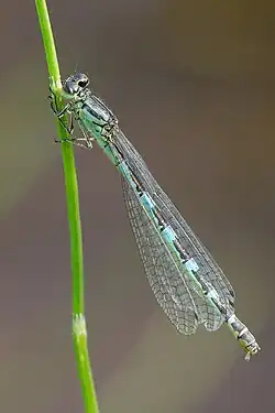 Vogel-Azurjungfer