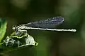 Bild 3: heterochromes Weibchen (grün)