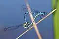 Bild 14: Azurjungfern im Paarungsrad