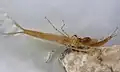 Bild 18: Larve (links) mit Beute (Cloeon dipterum)