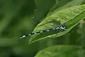 Weibchen leicht rötlich blaue Farbvariante
