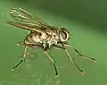 Coenosia tigrina