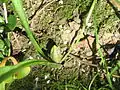 Samenhülse im Frühling