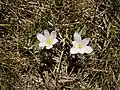 Colchicum alpinum, La Bérarde, Oisans
