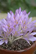 In Blüte