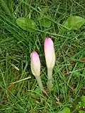 Knospen