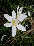 Colchicum hungaricum als Zierpflanze, Innenseite der Blüte