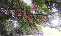 Clootie tree in Kent