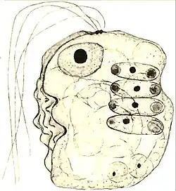 Collodictyon, das sich u.&nbsp;a. vier Scenedesmus einverleibt hat[5]