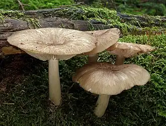 Breitblättriger Rübling (Megacollybia platyphylla)