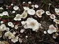 Seidiger Sklerotienrübling Collybia cirrhata