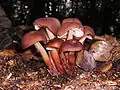 Spindeliger Rübling Gymnopus fusipes