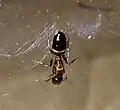 Eine andere Gyne von Colobopsis truncata