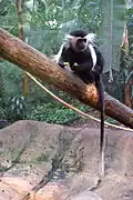 Angola-Stummelaffe