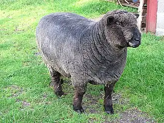 Ryeland-Schaf