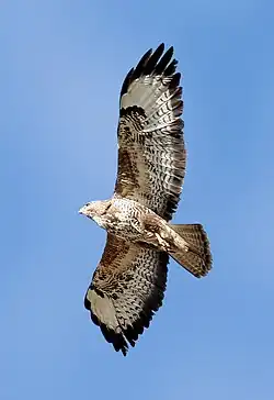 Mäusebussard