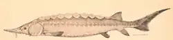 2001 Europäischer Stör
