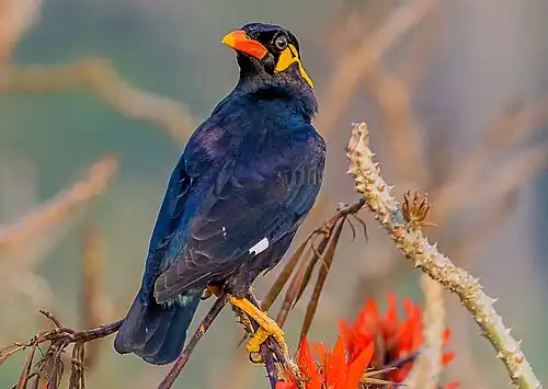 Beo (Gracula religiosa): besonders groß mit ungewöhnlichem Schnabel
