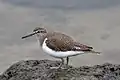 Flussuferläufer (Common sandpiper)