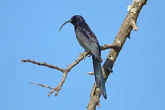 die flecklose südliche Form R. c. cyanomelas