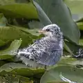 Flussseeschwalbe