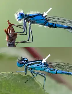 Der Vorderkörper zweier blau gefärbter Kleinlibellen; mit einem Pfeil ist jeweils die zu vergleichende Stelle gekennzeichnet.
