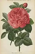 'Comtesse d’Oxford', 1869